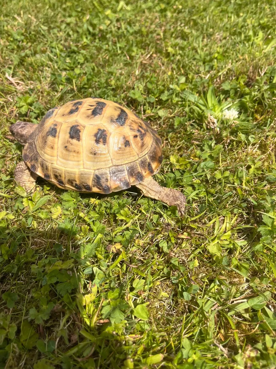 Tortoise reptile - Image 2