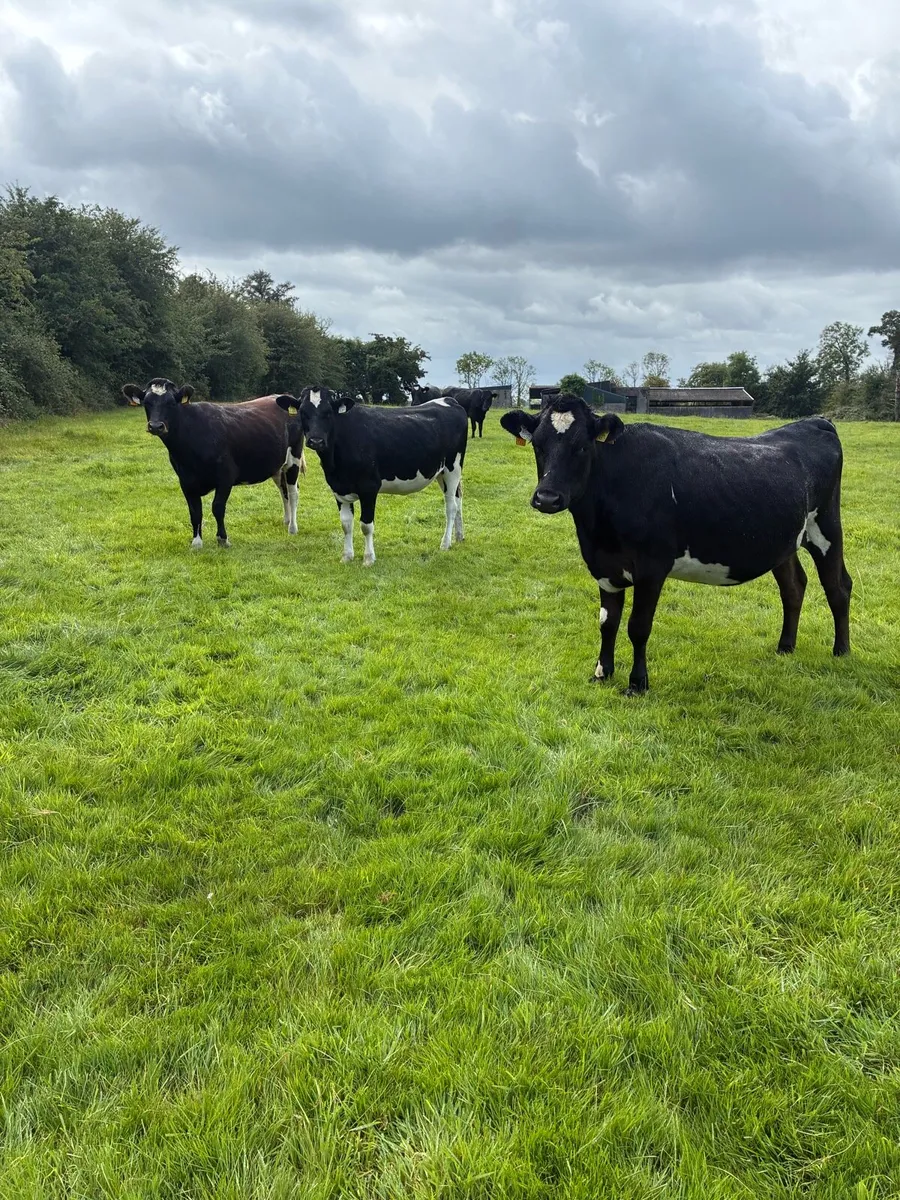 10 February calving Xbred heifers - Image 1