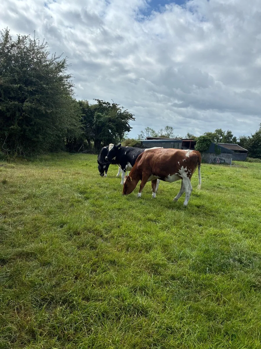 10 February calving Xbred heifers - Image 2