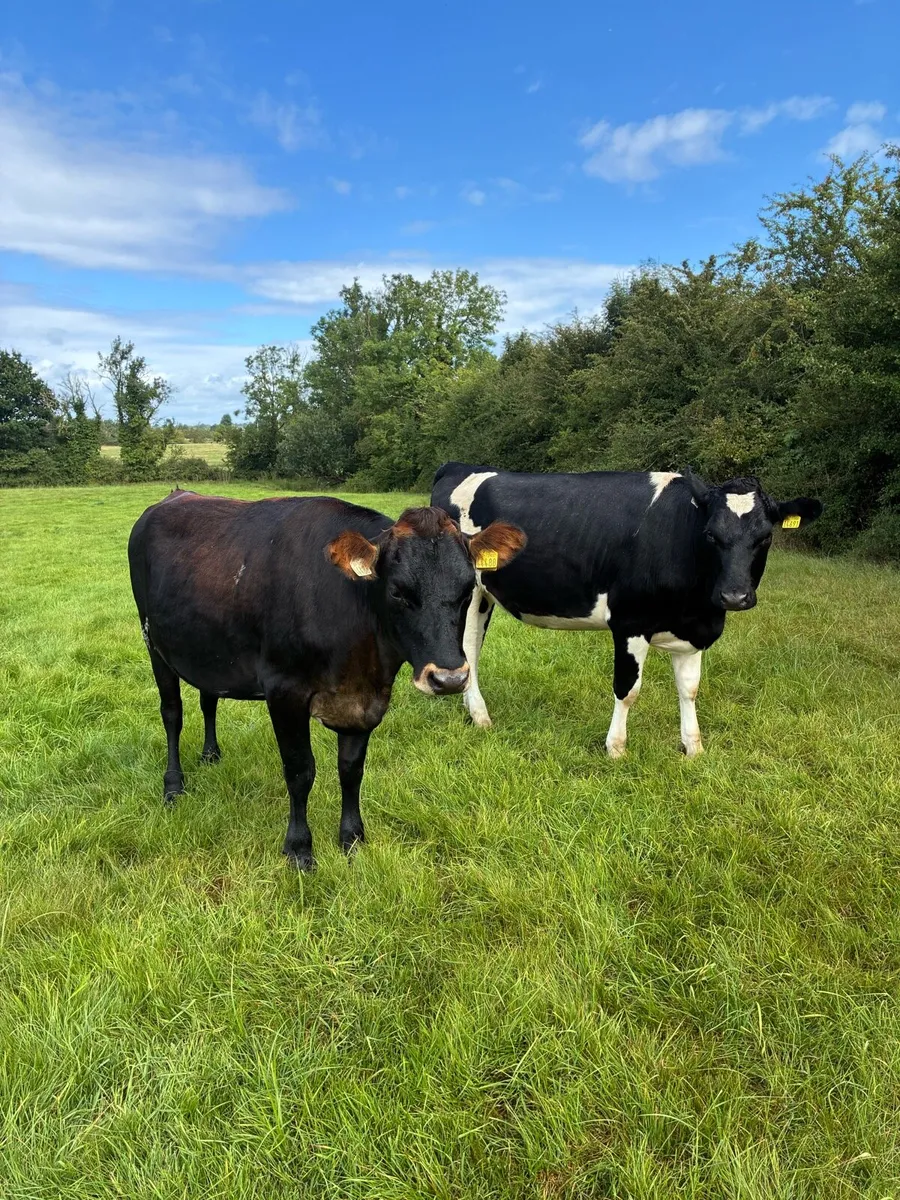10 February calving Xbred heifers - Image 3