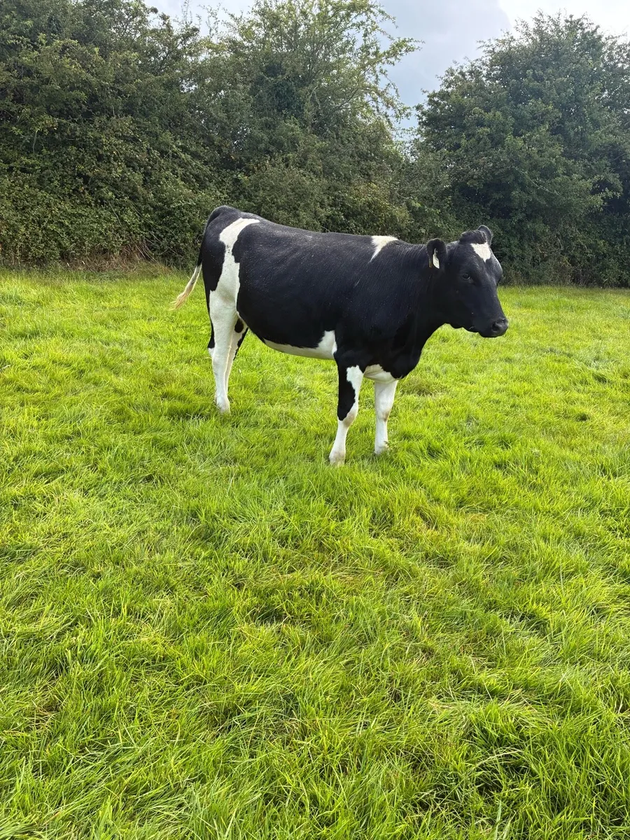 10 February calving Xbred heifers - Image 4