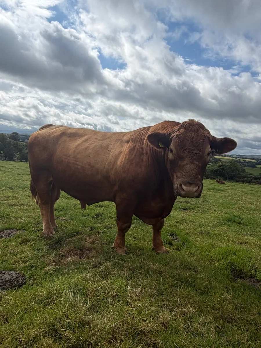 Stabiliser Breeding Bull - Image 1