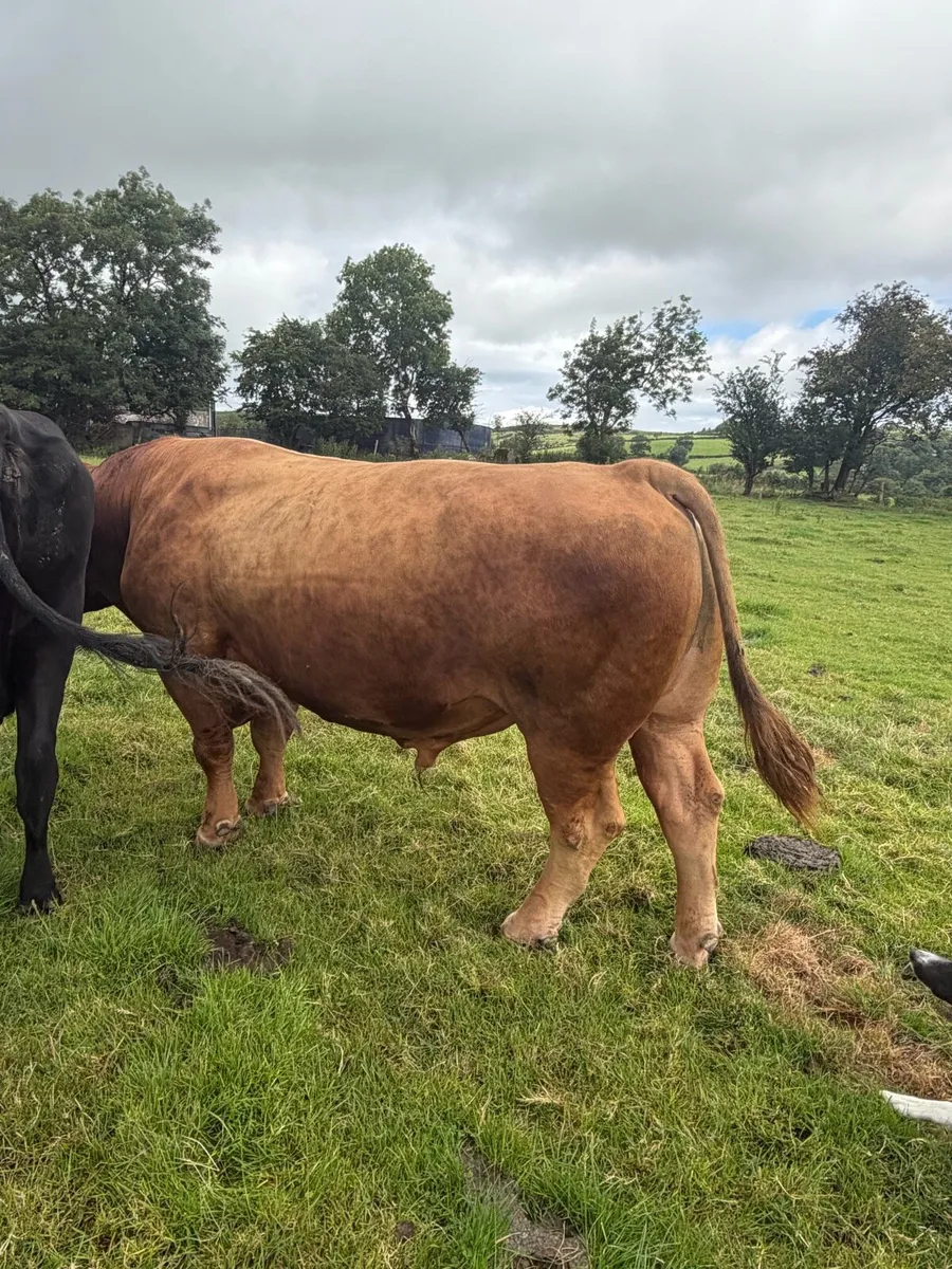 Stabiliser Breeding Bull - Image 2