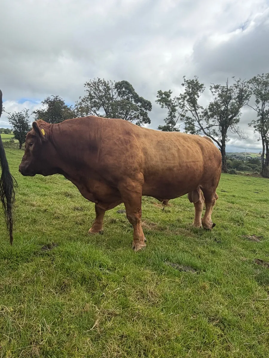 Stabiliser Breeding Bull - Image 3