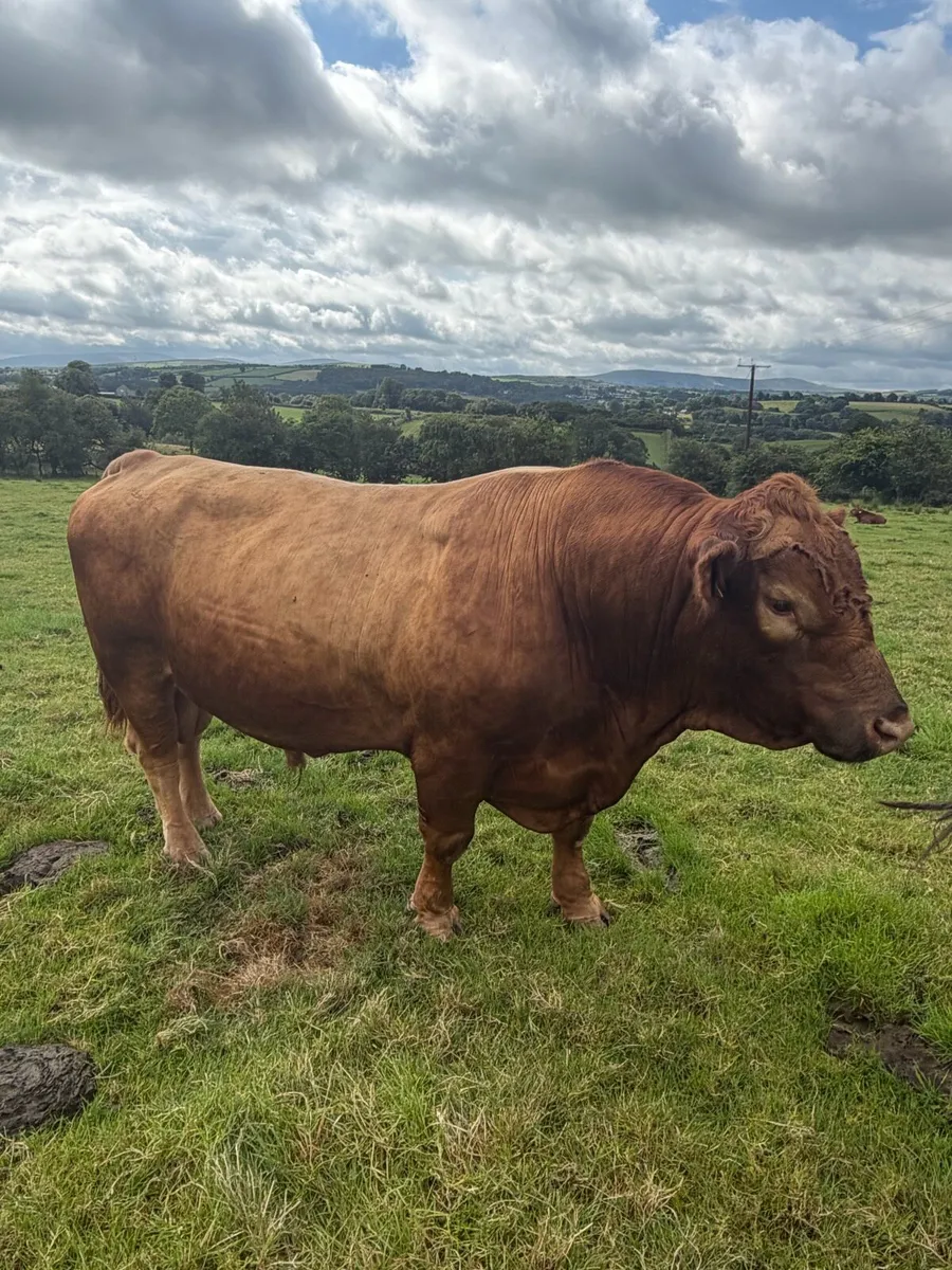 Stabiliser Breeding Bull - Image 4