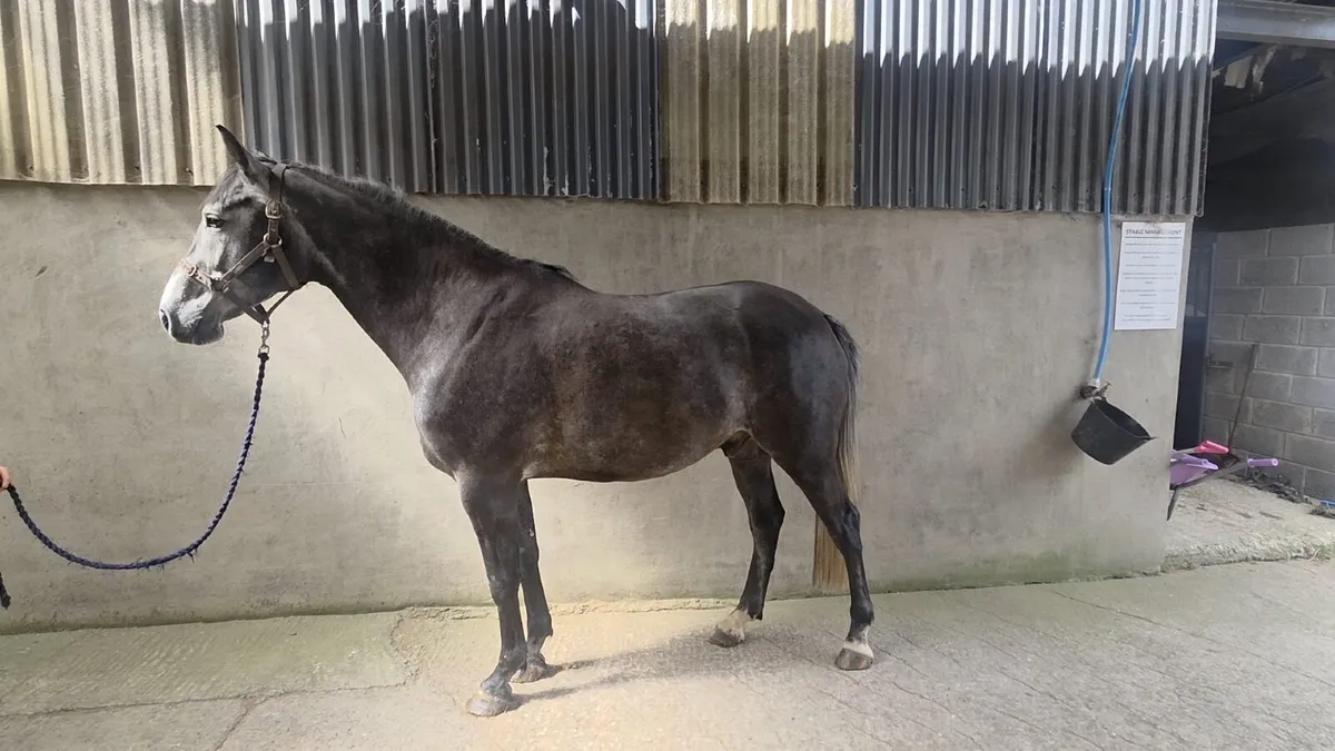 For Treasure Gelding - Image 1