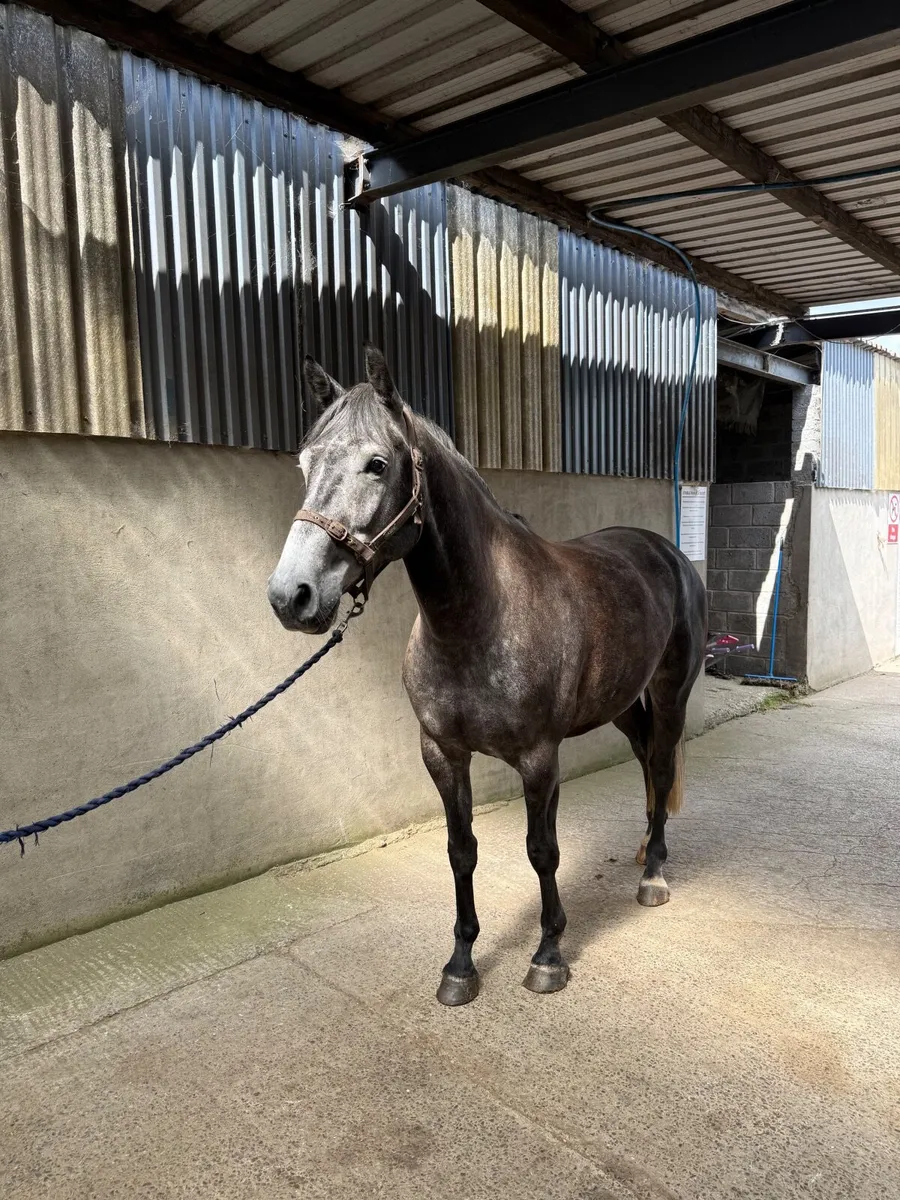 For Treasure Gelding - Image 2