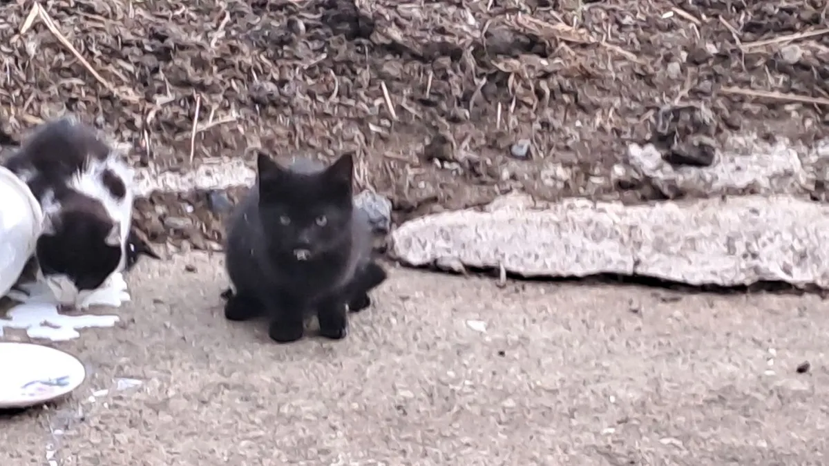 Kittens