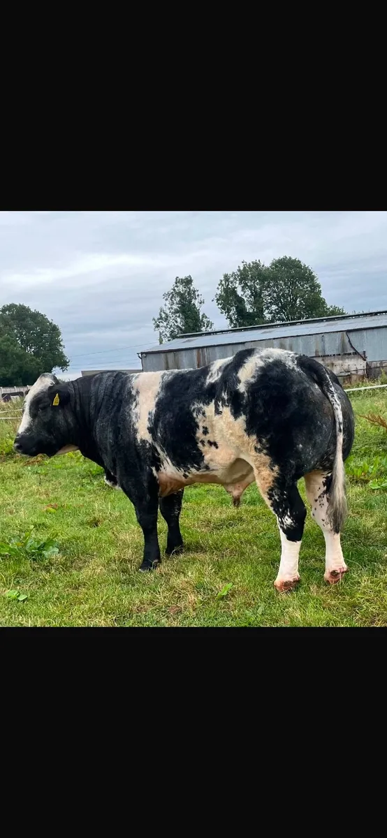 Bull - Image 1