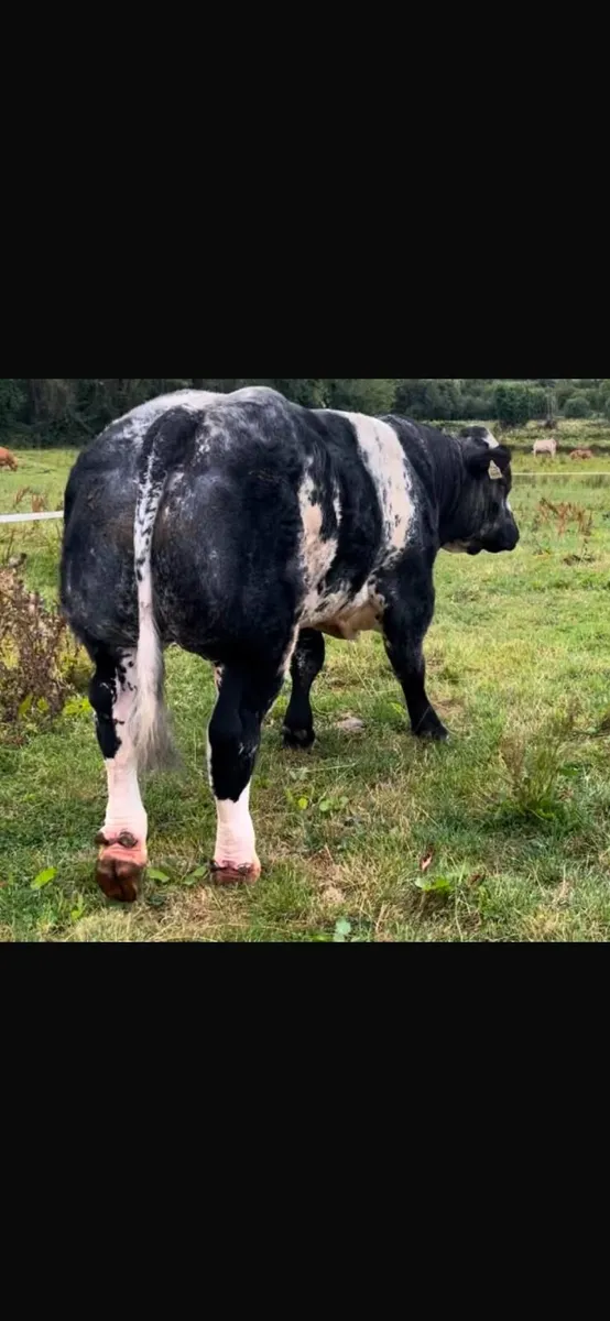 Bull - Image 3