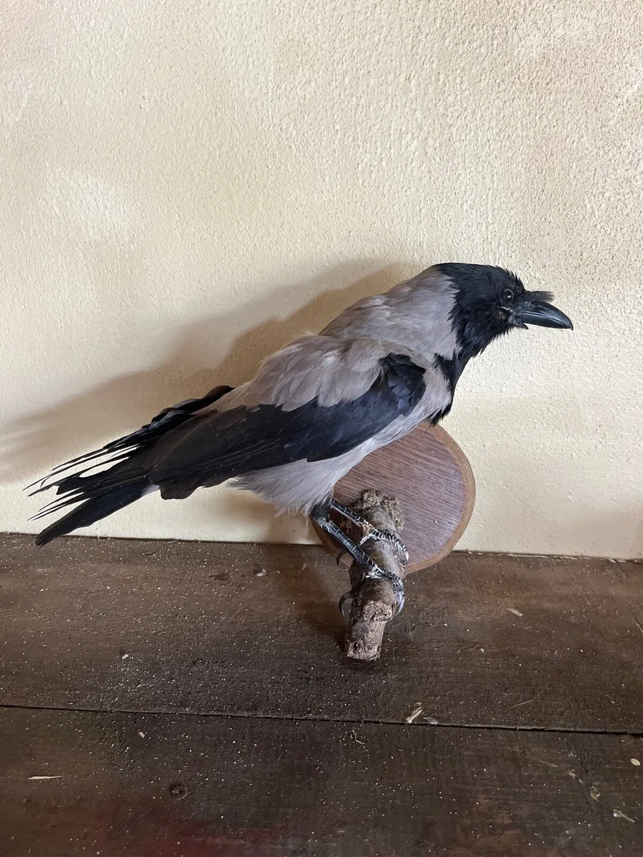 Hooded crow taxidermy - Image 1
