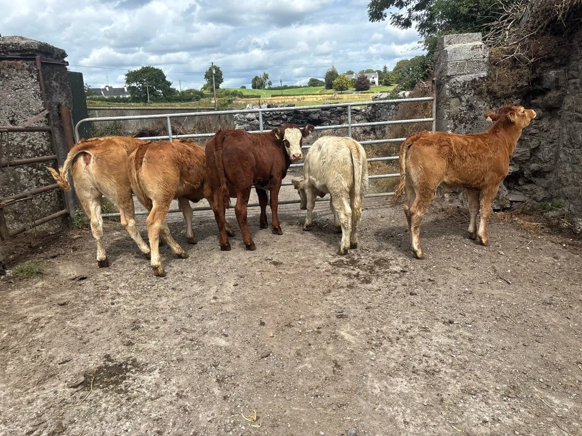 6 super continental weanling heifers - Image 3