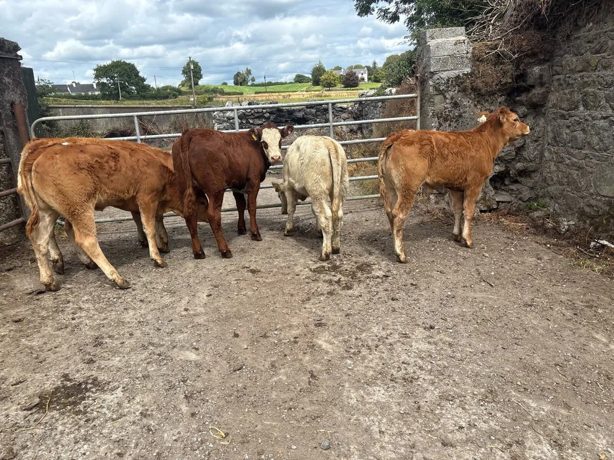 6 super continental weanling heifers - Image 4