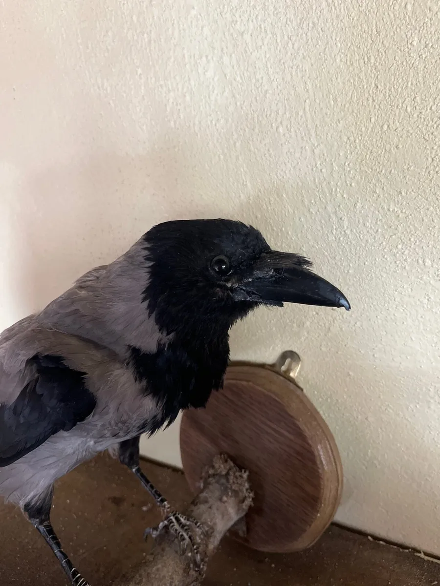 Hooded crow taxidermy - Image 2