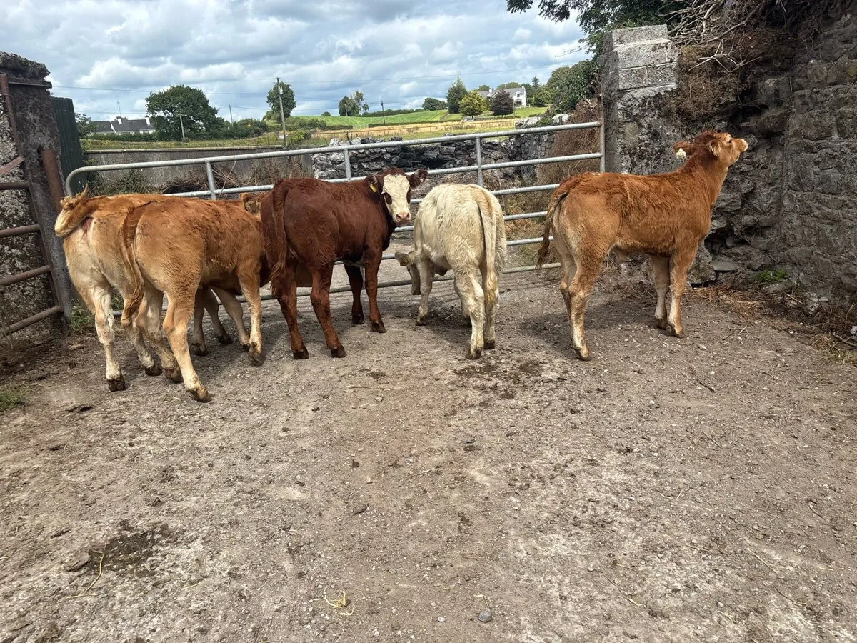 6 super continental weanling heifers - Image 1