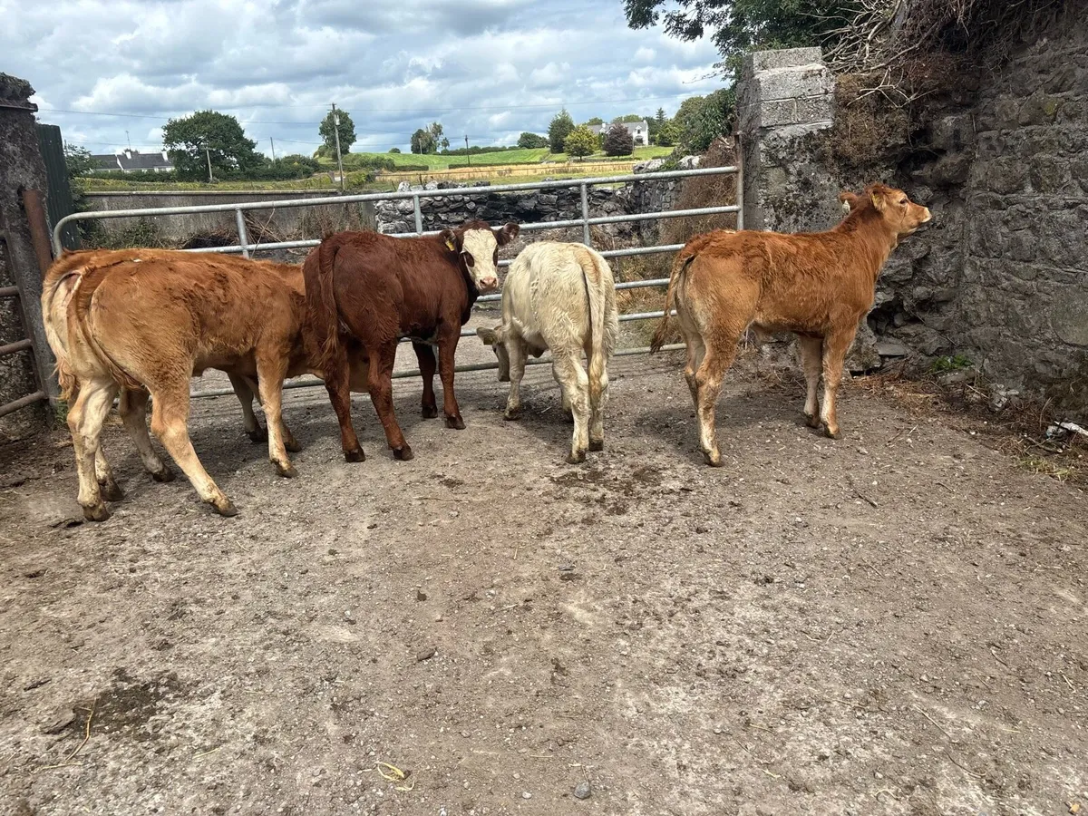 6 super continental weanling heifers - Image 2