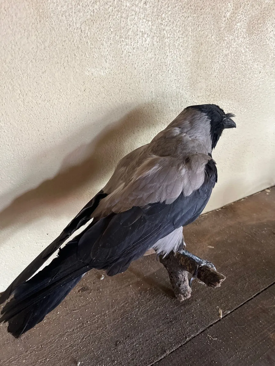 Hooded crow taxidermy - Image 3