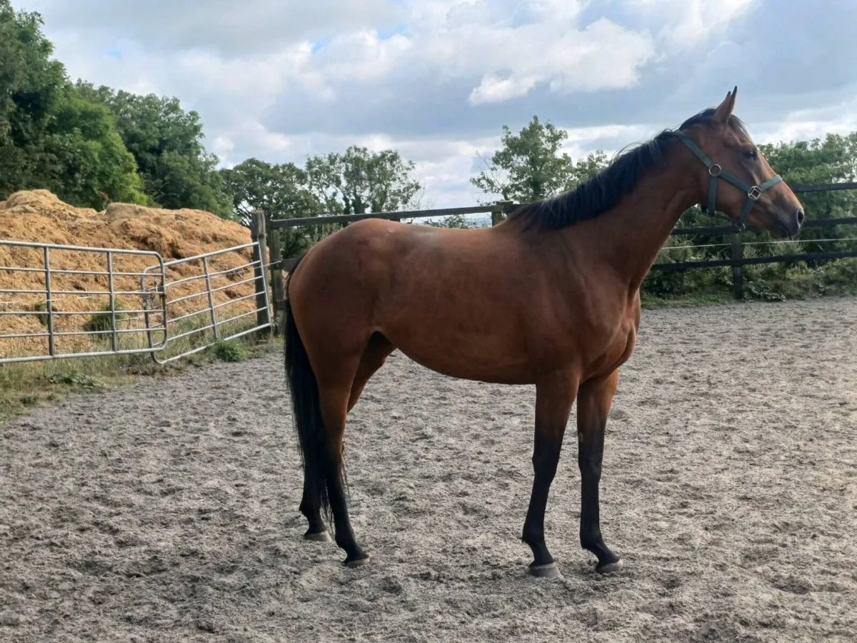 3yr old filly - Image 1