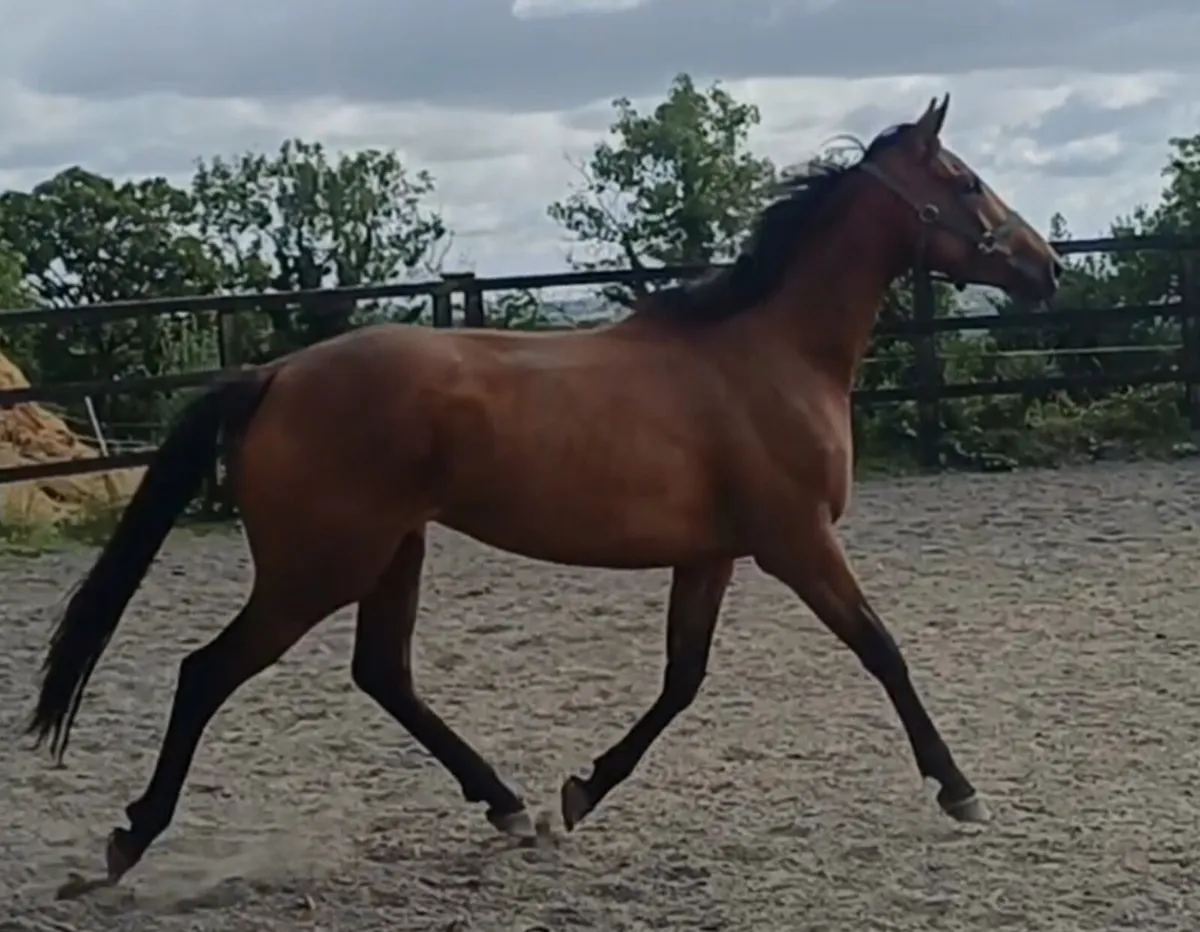3yr old filly - Image 2