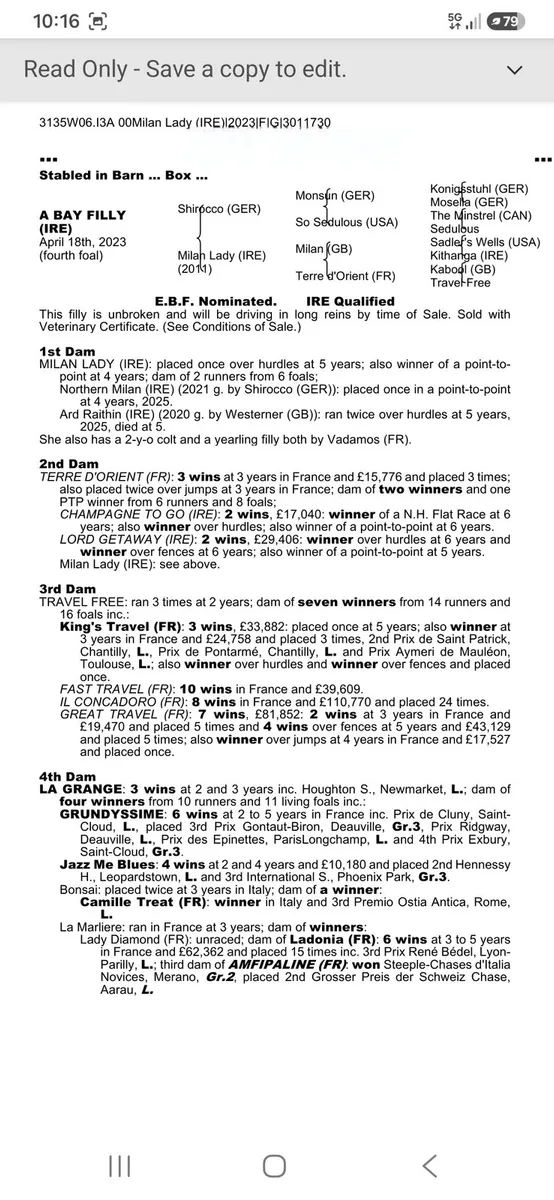 3yr old filly - Image 3
