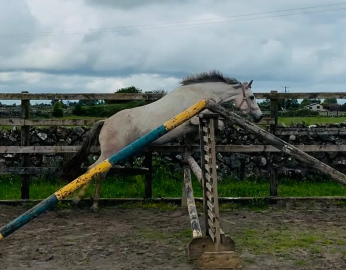 💫3 YO Connemara Gelding💫 - Image 2