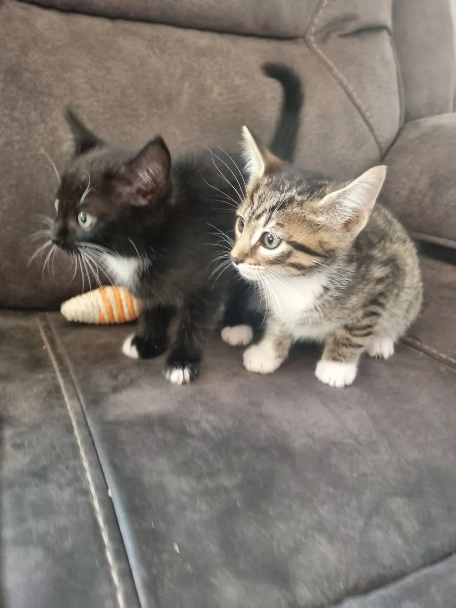 Kittens - Image 2