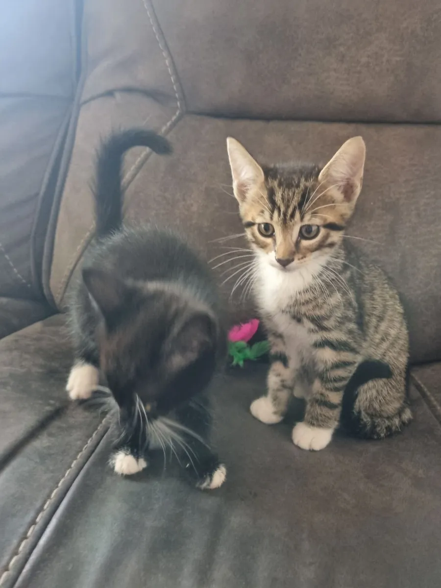 Kittens - Image 3