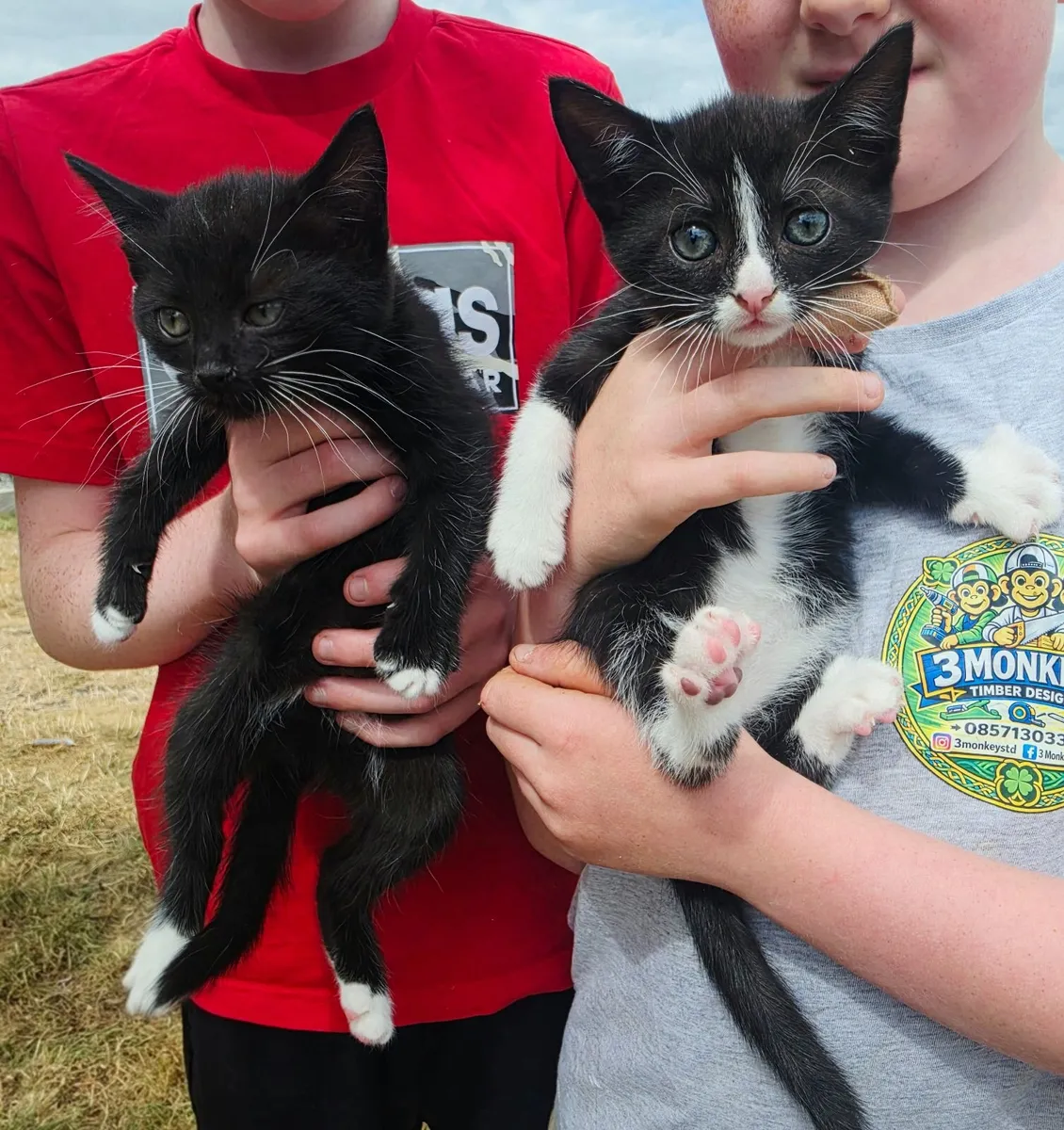 Kittens - Image 4