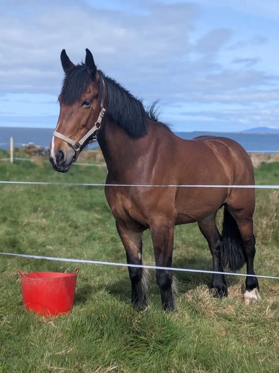 15.1 Cob X Connemara Mare - Image 2