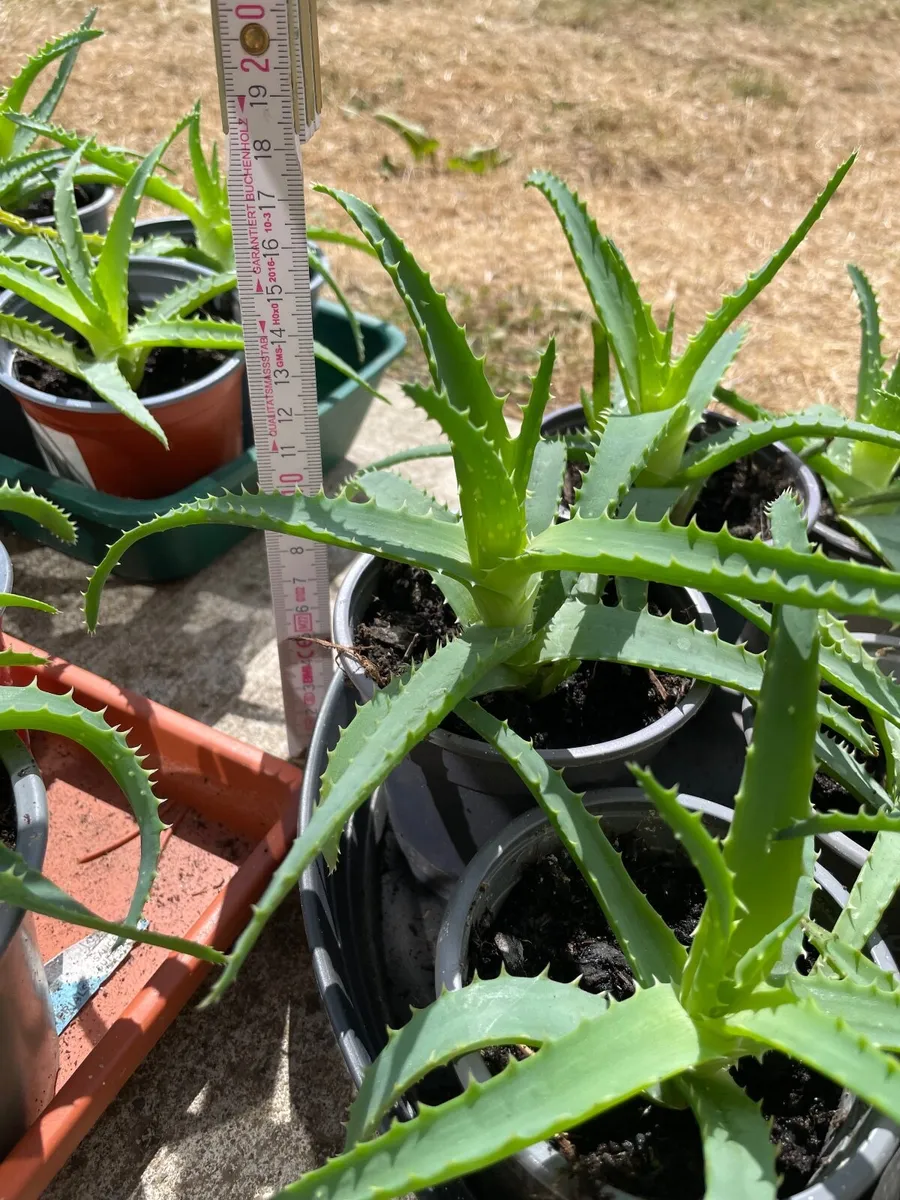 Small Aloe - Image 1