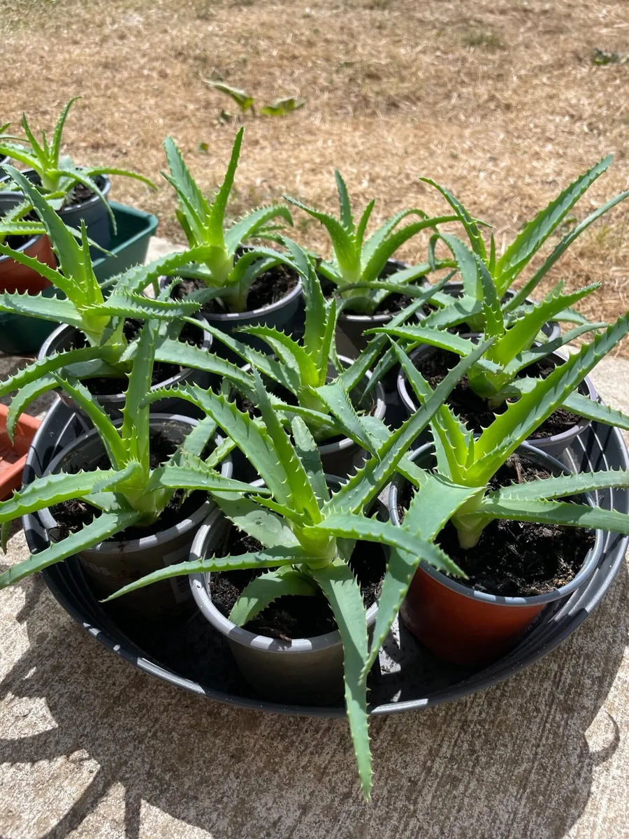 Small Aloe - Image 4