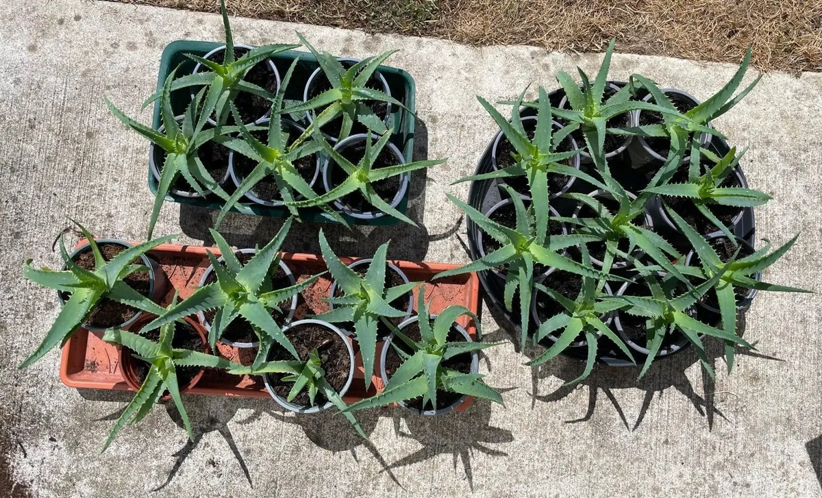 Small Aloe - Image 2