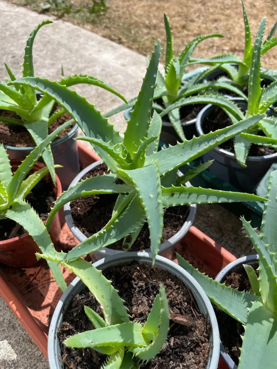 Small Aloe - Image 3
