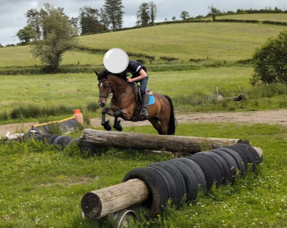 15.1 Cob X Connemara Mare - Image 3
