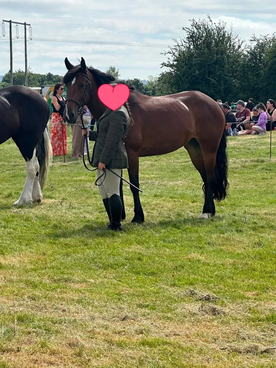 15.1 Cob X Connemara Mare - Image 4