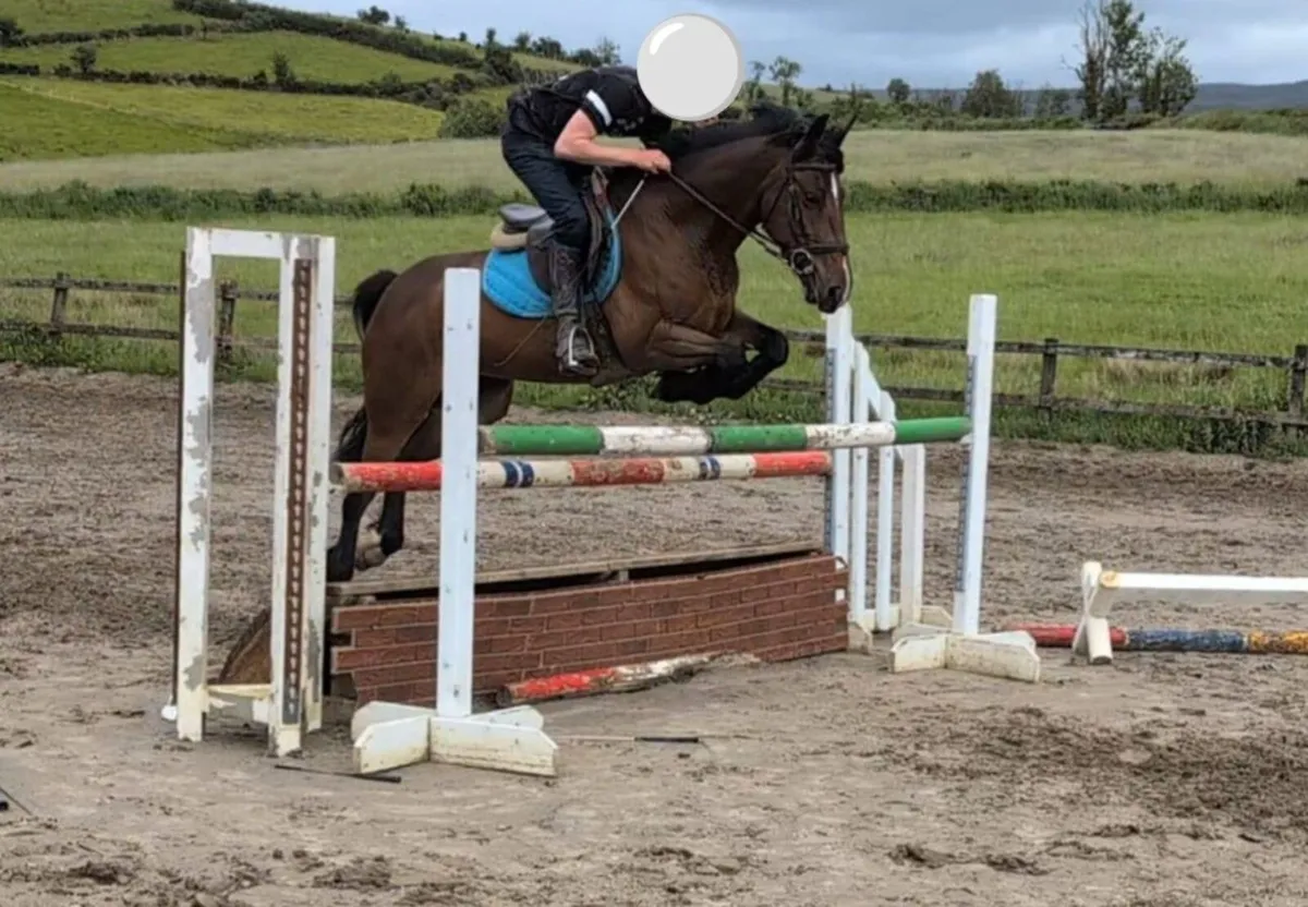 15.1 Cob X Connemara Mare - Image 1
