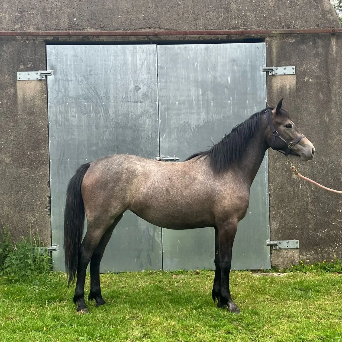 Horse - Image 1