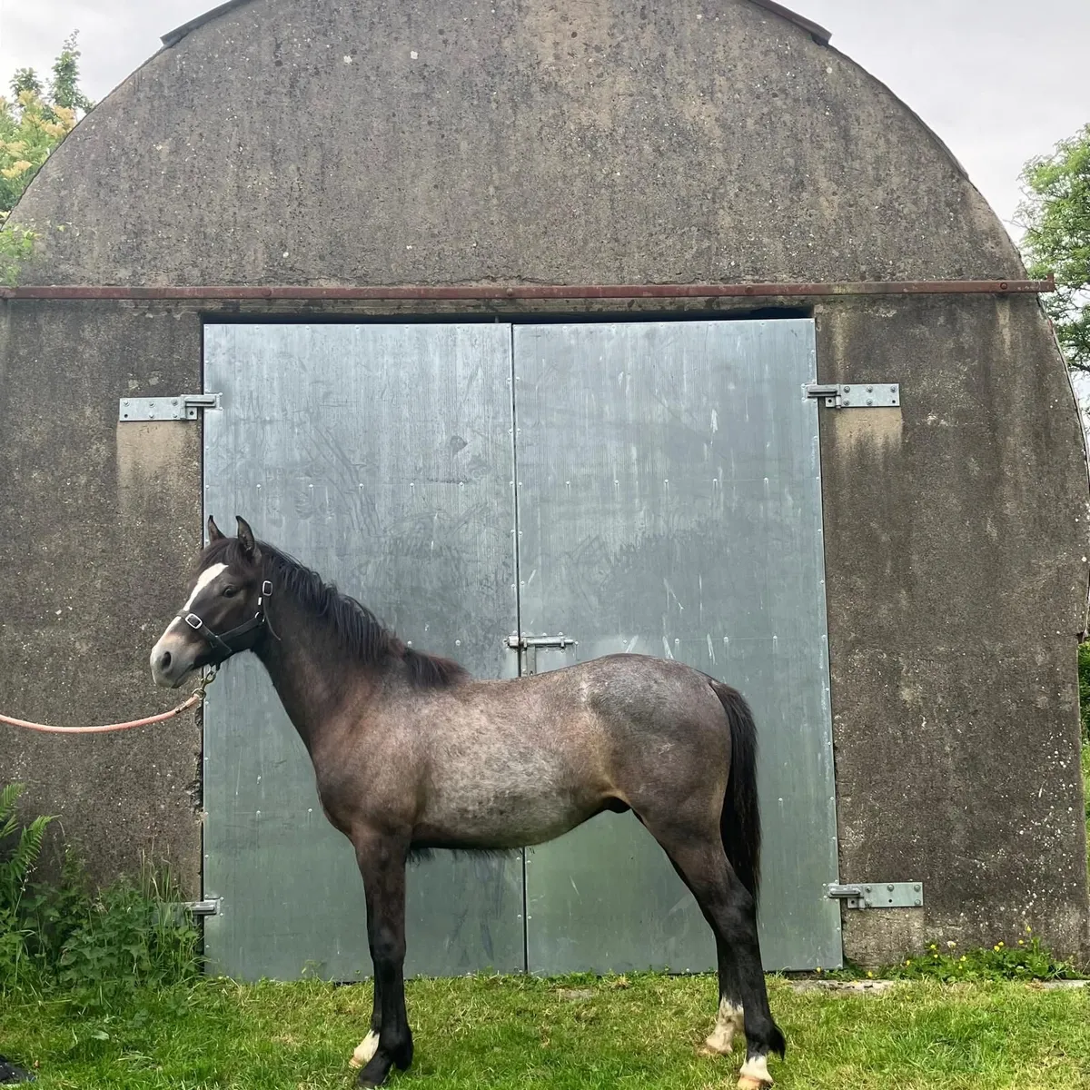 Horse - Image 2