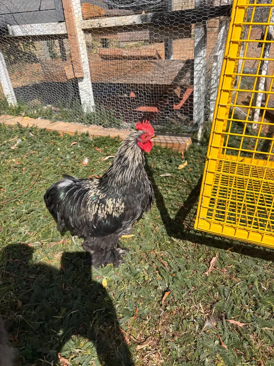 Cockerel Peking