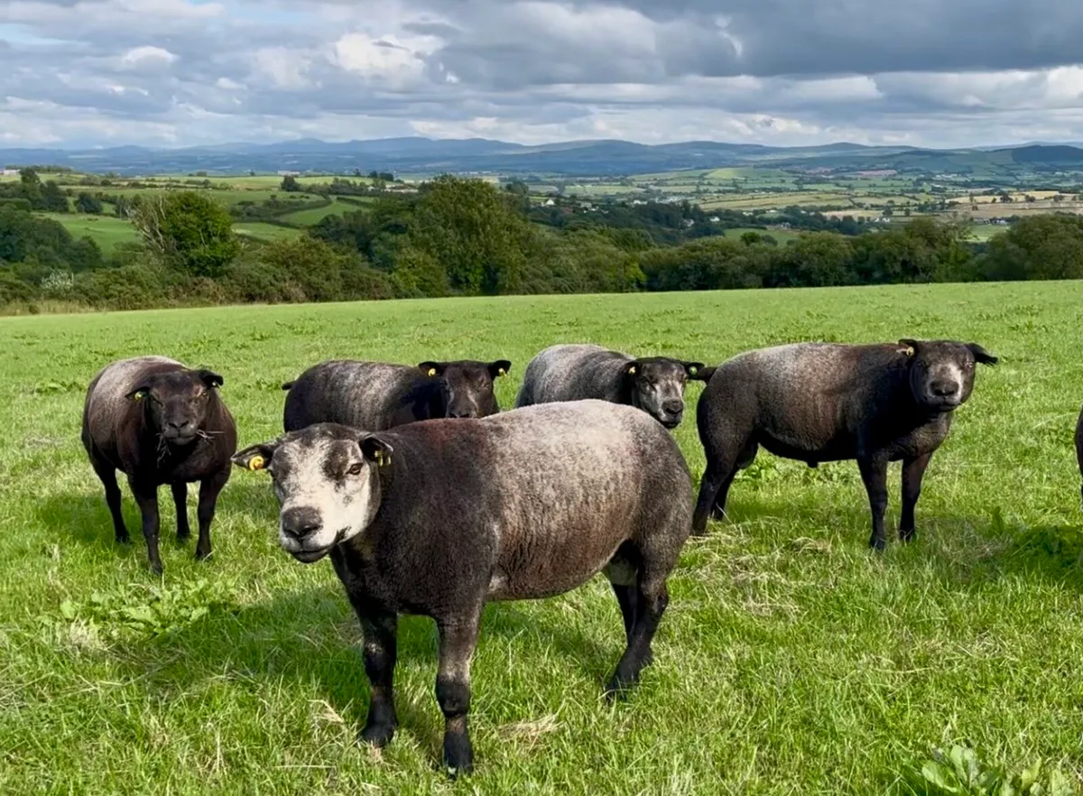 Pedigree Blue Texel shearling rams - Image 2