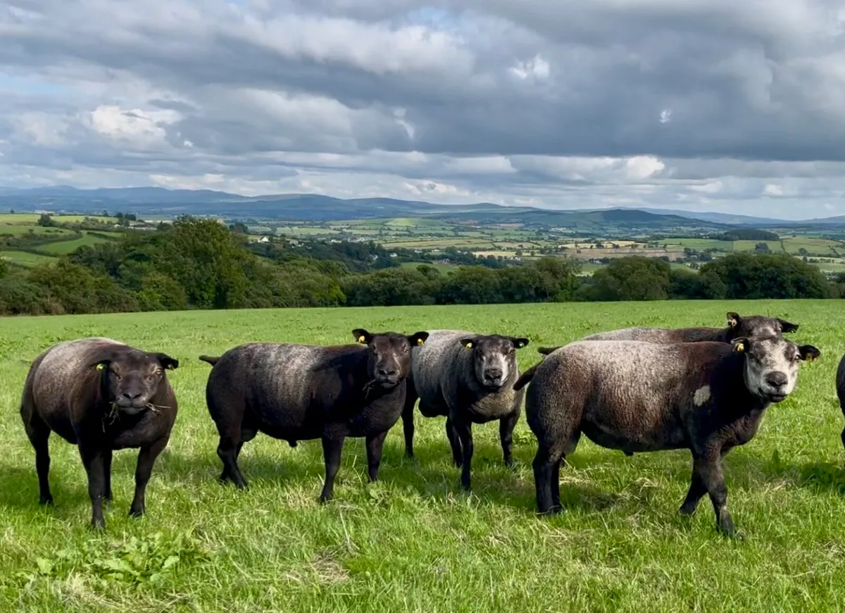 Pedigree Blue Texel shearling rams - Image 1