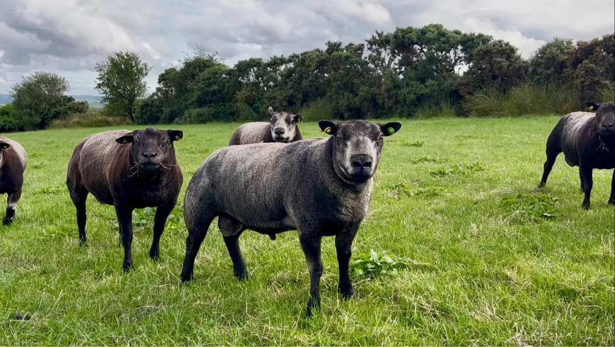 Pedigree Blue Texel shearling rams - Image 3