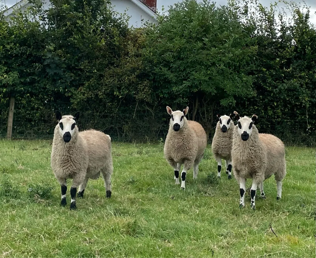 Kerryhill Ram lambs and Ewe lambs - Image 1