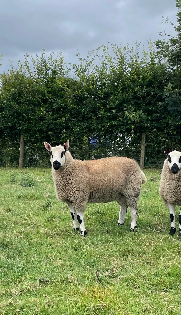 Kerryhill Ram lambs and Ewe lambs - Image 2