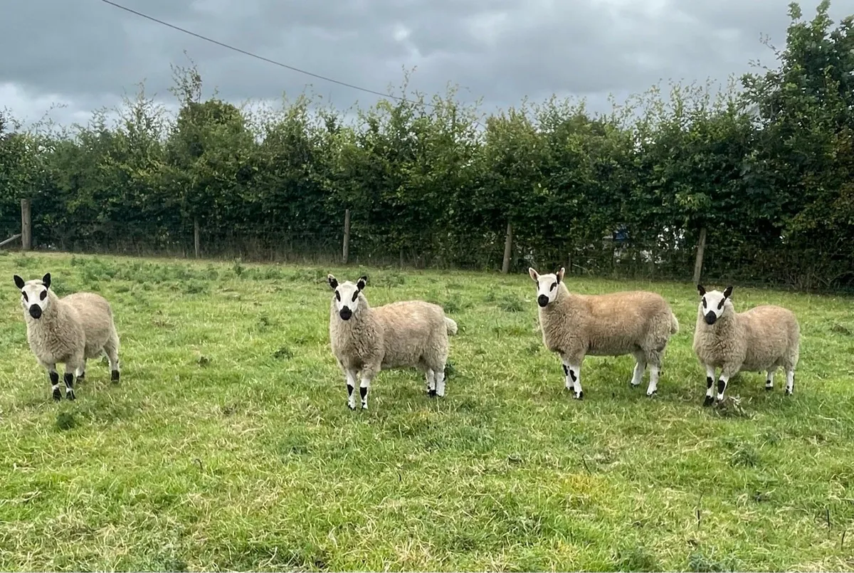 Kerryhill Ram lambs and Ewe lambs - Image 3