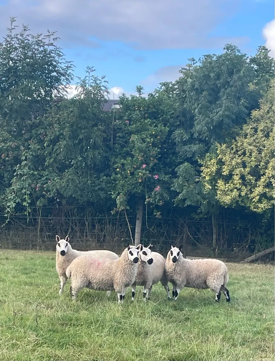 Kerryhill Ewe lambs - Image 2
