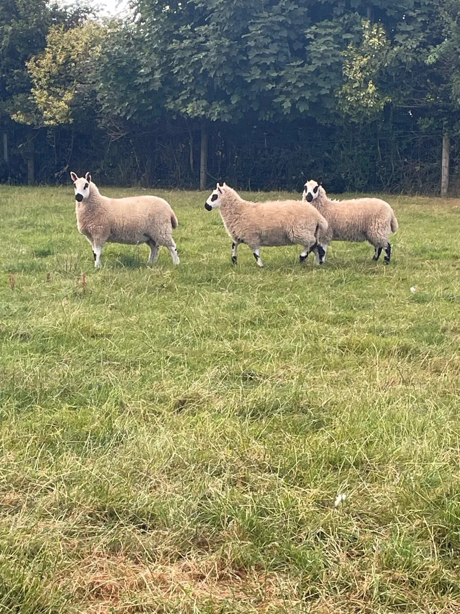 Kerryhill Ram lambs and Ewe lambs - Image 4