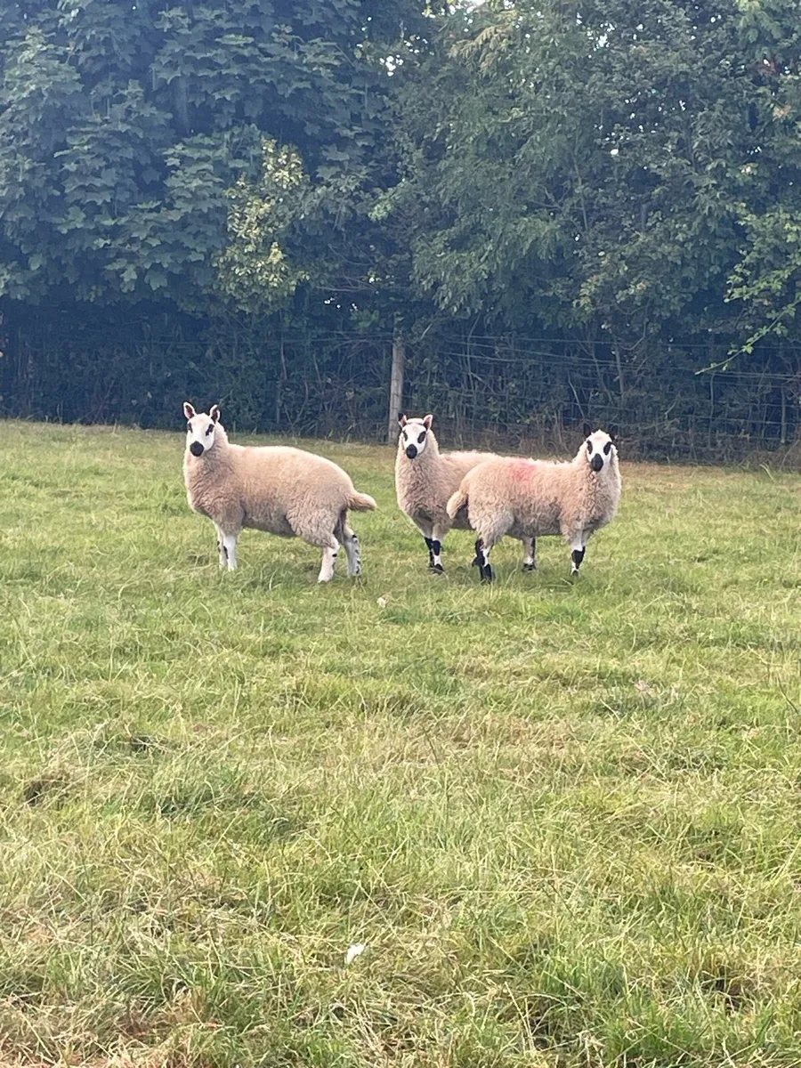 Kerryhill Ewe lambs - Image 4