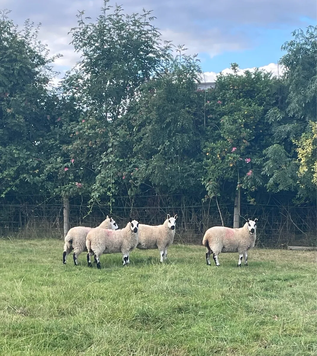 Kerryhill Ewe lambs - Image 3