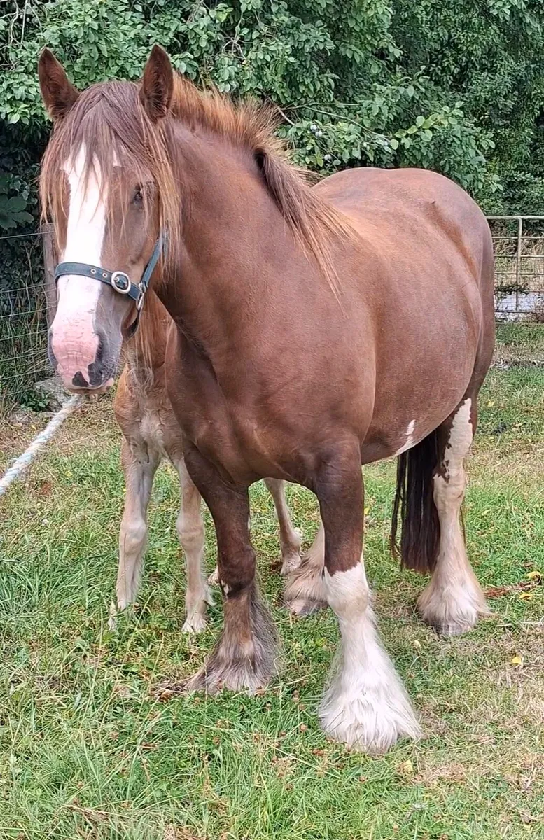 Heavy Cob Mare / Filly Foal - Image 2